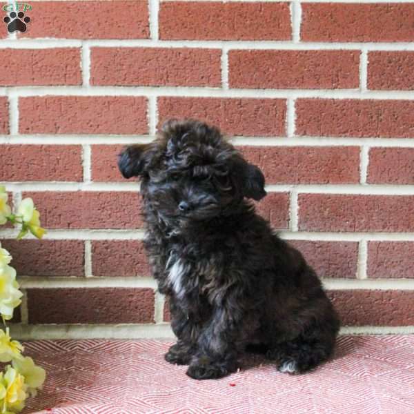 Carson, Shih-Poo Puppy