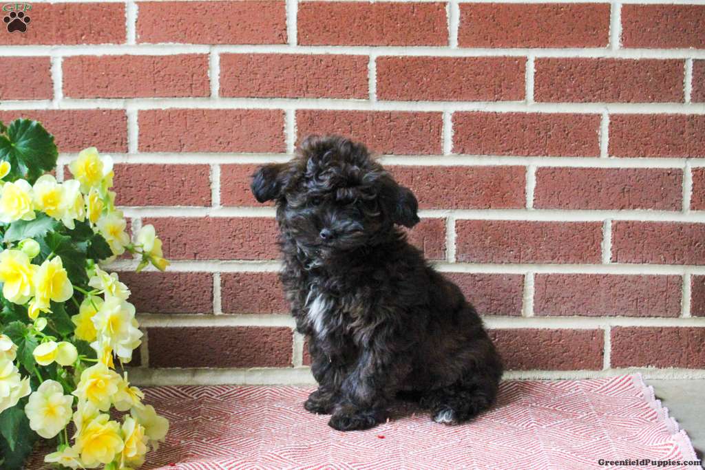 Carson (Shih-Poo, Male) in Kinzers, PA
