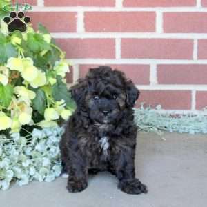 Carson, Shih-Poo Puppy
