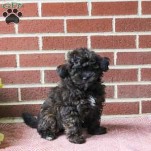 Carson, Shih-Poo Puppy