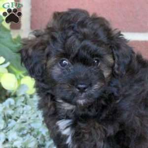 Carson, Shih-Poo Puppy
