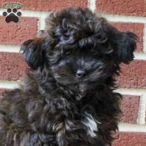 Carson, Shih-Poo Puppy