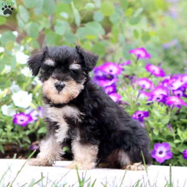 Carson, Miniature Schnauzer Puppy