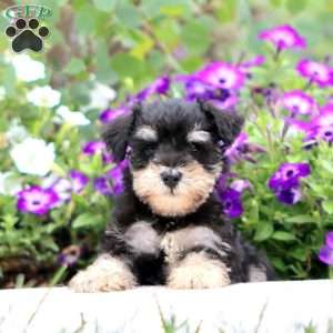 Carson, Miniature Schnauzer Puppy