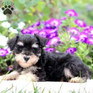 Carson, Miniature Schnauzer Puppy