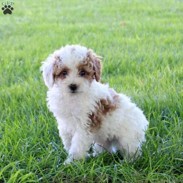 Carter, Miniature Poodle Puppy