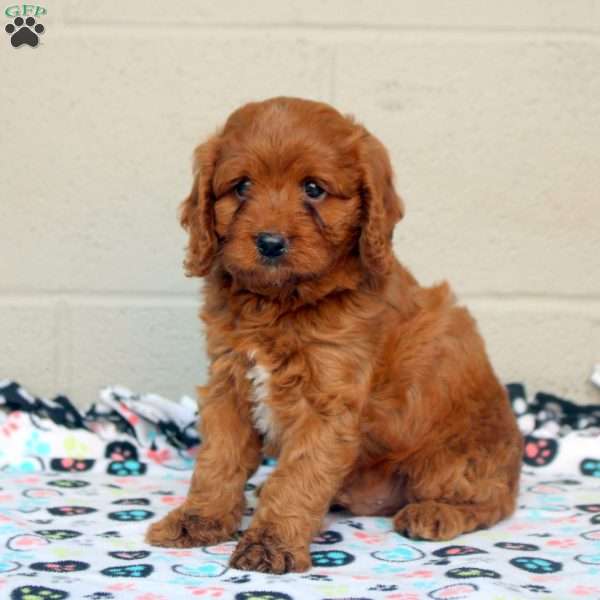 Carter, Cavapoo Puppy