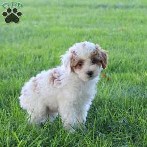Carter, Miniature Poodle Puppy