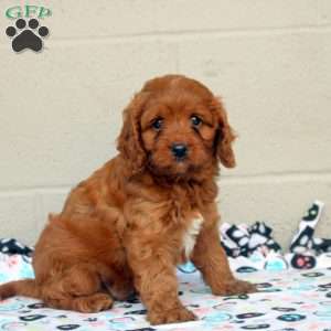 Carter, Cavapoo Puppy