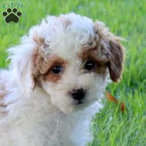 Carter, Miniature Poodle Puppy