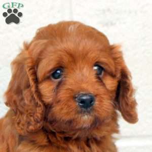 Carter, Cavapoo Puppy