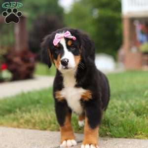 Casey, Bernese Mountain Dog Puppy