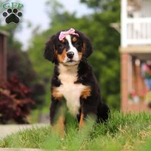 Casey, Bernese Mountain Dog Puppy