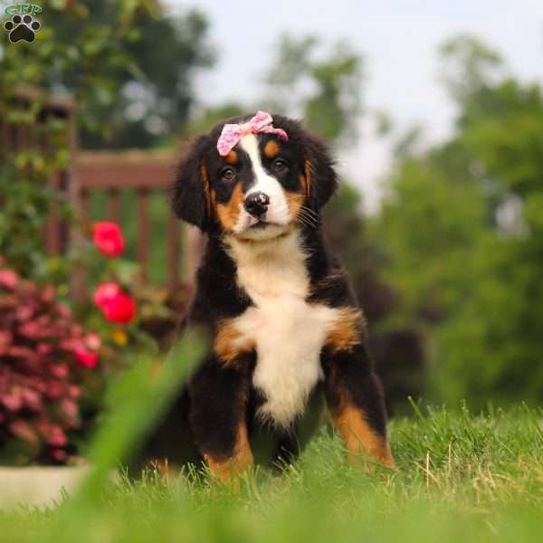 Casey, Bernese Mountain Dog Puppy