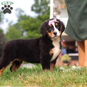 Casey, Bernese Mountain Dog Puppy