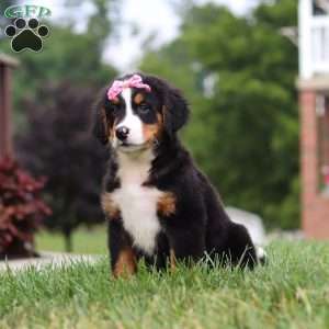 Casey, Bernese Mountain Dog Puppy
