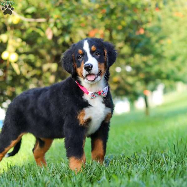 Casey, Bernese Mountain Dog Puppy