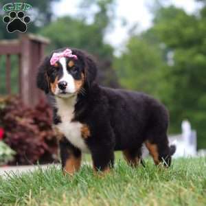 Casey, Bernese Mountain Dog Puppy
