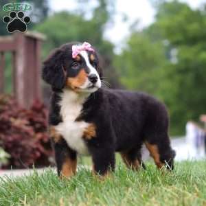 Casey, Bernese Mountain Dog Puppy