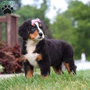 Casey, Bernese Mountain Dog Puppy