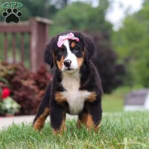 Casey, Bernese Mountain Dog Puppy