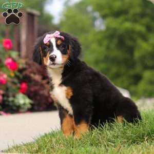 Casey, Bernese Mountain Dog Puppy