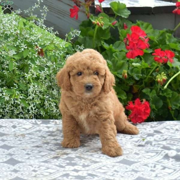 Cashmere, Mini Goldendoodle Puppy