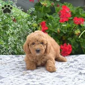 Cashmere, Mini Goldendoodle Puppy