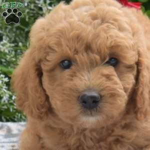Cashmere, Mini Goldendoodle Puppy