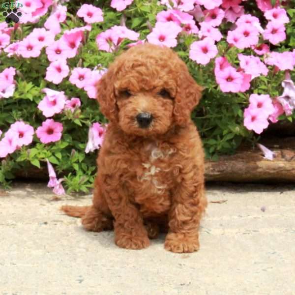 Casper, Mini Goldendoodle Puppy