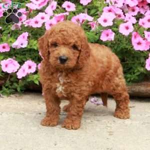 Casper, Mini Goldendoodle Puppy