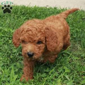 Casper, Mini Goldendoodle Puppy