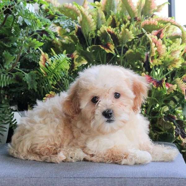 Cassie, Miniature Poodle Puppy