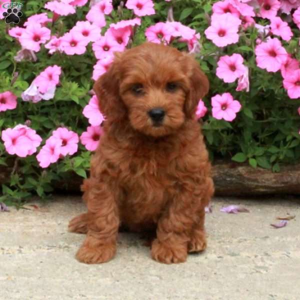 Cassie, Mini Goldendoodle Puppy