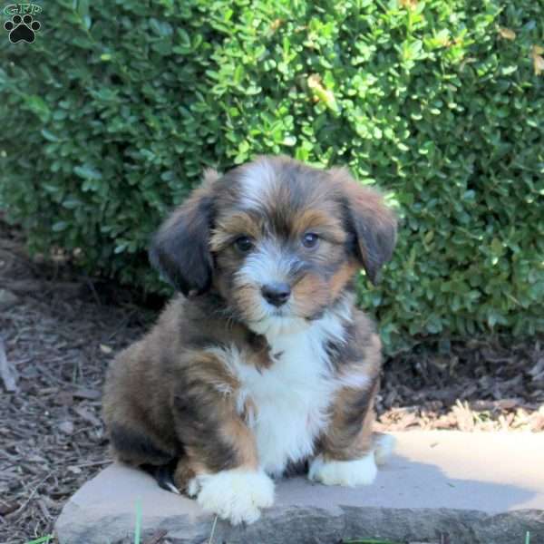 Cassie, Havanese Puppy