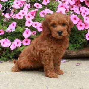 Cassie, Mini Goldendoodle Puppy