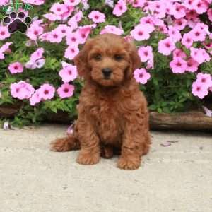 Cassie, Mini Goldendoodle Puppy