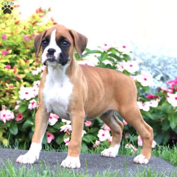 Cassie, Boxer Puppy