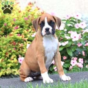 Cassie, Boxer Puppy