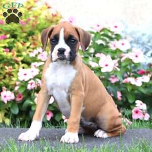 Cassie, Boxer Puppy