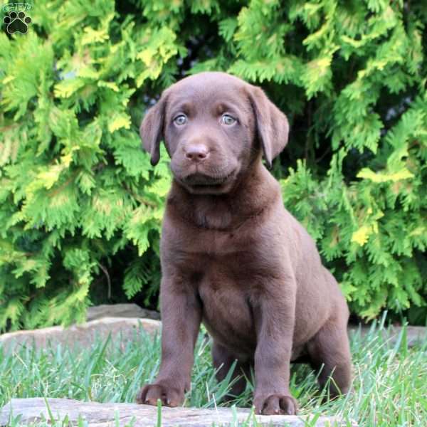 Cecelia, Chocolate Labrador Retriever Puppy