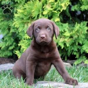 Cecelia, Chocolate Labrador Retriever Puppy