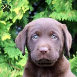 Cecelia, Chocolate Labrador Retriever Puppy
