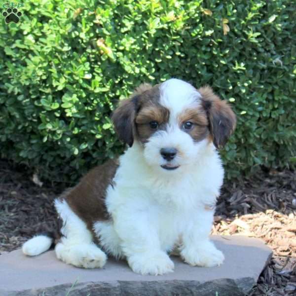 Champ, Havanese Puppy