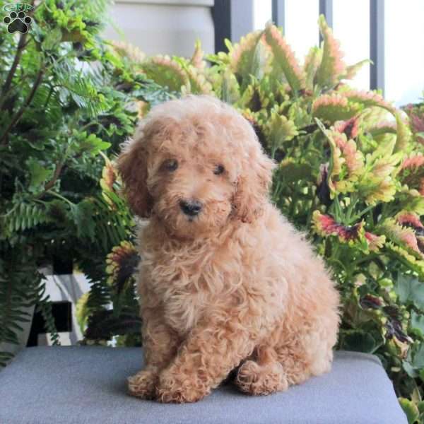 Champ, Miniature Poodle Puppy