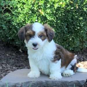 Champ, Havanese Puppy