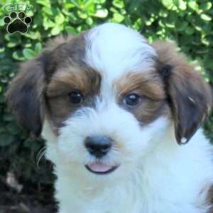 Champ, Havanese Puppy