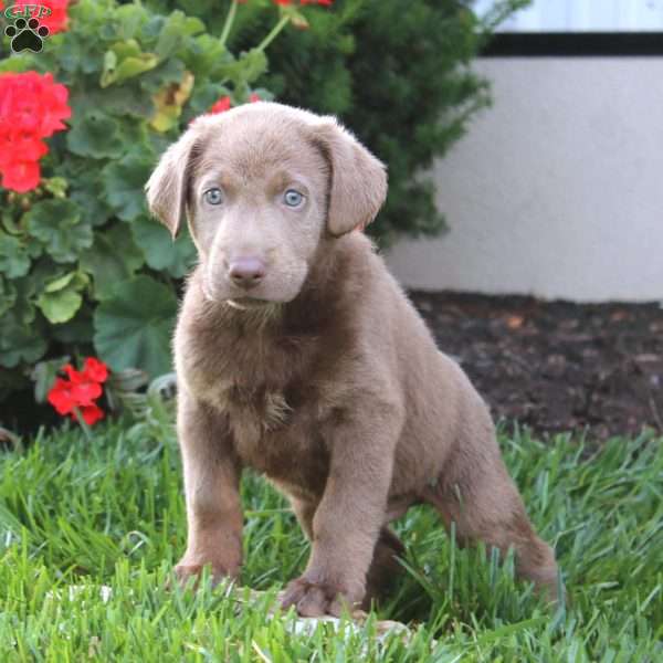 Chance, Silver Labrador Retriever Puppy