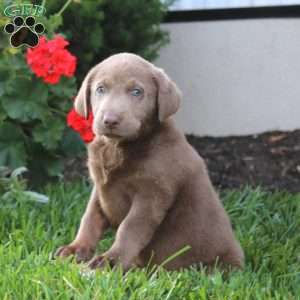 Chance, Silver Labrador Retriever Puppy