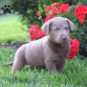 Chance, Silver Labrador Retriever Puppy